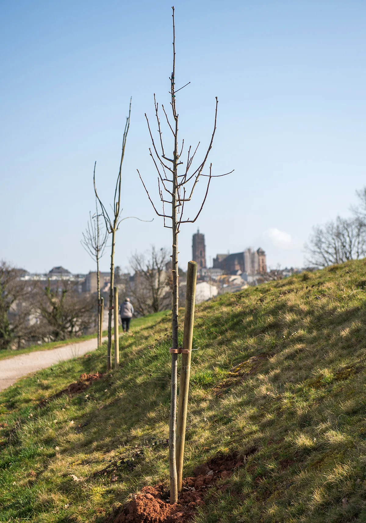 plantation-arbre-bourran plantation-arbre-bourran