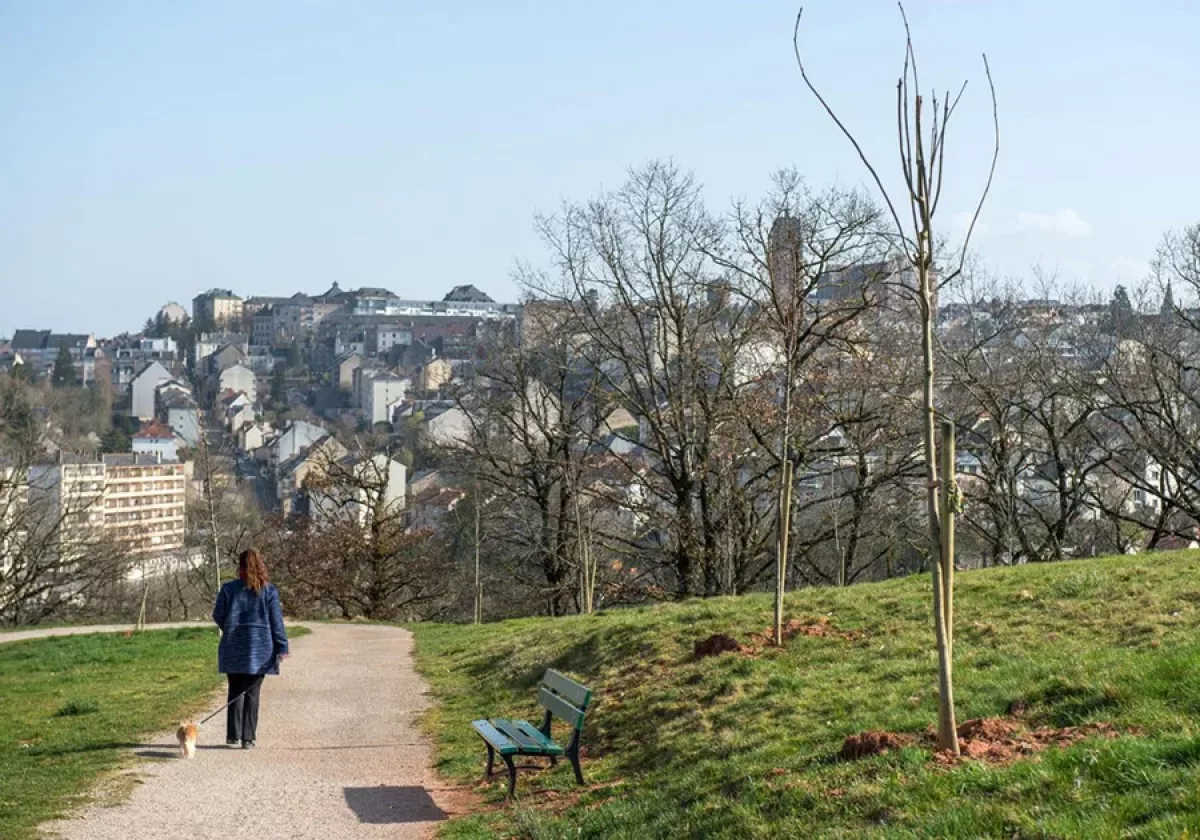 plantation-arbres-bourran